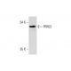 PRR22 Antibody (C-9) - Western Blotting - Image 320251 