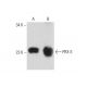 PRX Antibody (C-6) - Western Blotting - Image 128762