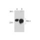 PRX Antibody (E-7) - Western Blotting - Image 128604 