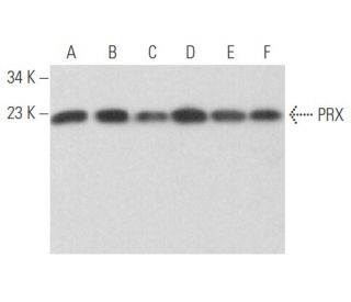 PRX Antibody (E-7) - Western Blotting - Image 354605 