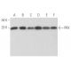 PRX Antibody (E-7) - Western Blotting - Image 354605 