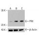 PRX Antibody (E-7) - Western Blotting - Image 413847