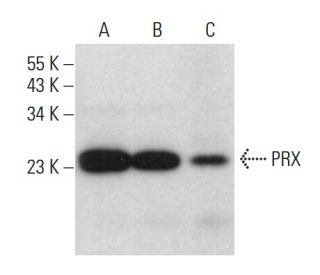 PRX Antibody (H-10) - Western Blotting - Image 380454 