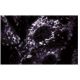 PRX V Antibody (44) - Immunofluorescence - Image 60671