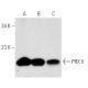 PRX V Antibody (B-7) - Western Blotting - Image 30499 