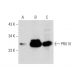 PRX VI Antibody (36) - Western Blotting - Image 144598 