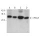 PRX VI Antibody (36) - Western Blotting - Image 363445 