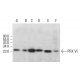 PRX VI Antibody (36) - Western Blotting - Image 382150 