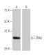 PRX2 Antibody (NQ-A42) - Western Blotting - Image 65042