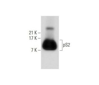 pS2 Antibody (A-10) - Western Blotting - Image 320841 