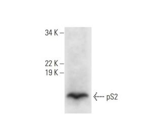 pS2 Antibody (A-8) - Western Blotting - Image 290913