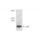 pS2 Antibody (A-8) - Western Blotting - Image 290913