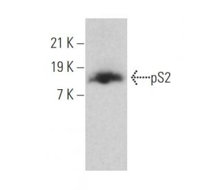pS2 Antibody (A-10) - Western Blotting - Image 363970