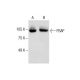 PSAP Antibody (E-5) - Western Blotting - Image 287217 