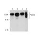 PSD-93 Antibody (A-6) - Western Blotting - Image 344494 