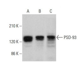 PSD-93 Antibody (D-2) - Western Blotting - Image 375510 