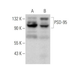 PSD-95 Antibody (2Q128) - Western Blotting - Image 377307