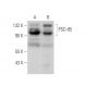 PSD-95 Antibody (2Q128) - Western Blotting - Image 377307