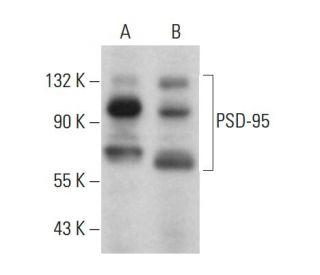 PSD-95 Antibody (4E181) - Western Blotting - Image 377224