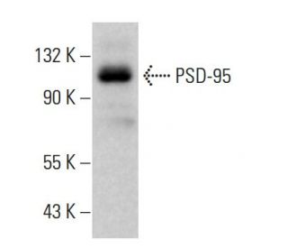 PSD-95 Antibody (4E182) - Western Blotting - Image 377228 