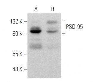 PSD-95 Antibody (6D677) - Western Blotting - Image 377309