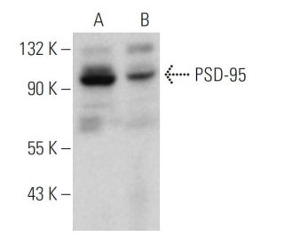 PSD-95 Antibody (6D678) - Western Blotting - Image 377306