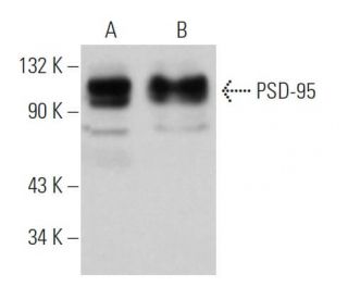 PSD-95 Antibody (6G6) - Western Blotting - Image 373403 