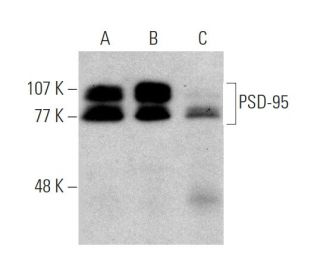 PSD-95 Antibody (7E3) - Western Blotting - Image 372314 
