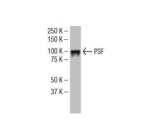 PSF Antibody (39-1) - Western Blotting - Image 34498 