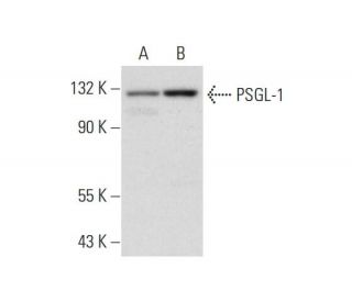 PSGL-1 Antibody (H-1) - Western Blotting - Image 304370 