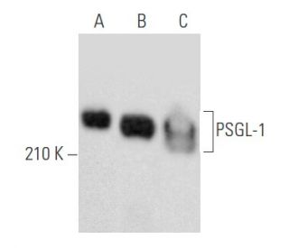 PSGL-1 Antibody (KPL1) - Western Blotting - Image 355764 