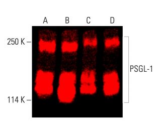 PSGL-1 Antibody (KPL1) - Western Blotting - Image 403714
