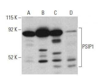 PSIP1 Antibody (26) - Western Blotting - Image 396137