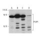 PSIP1 Antibody (26) - Western Blotting - Image 396137