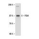 PSM Antibody (YPSMA-1) - Western Blotting - Image 18051 