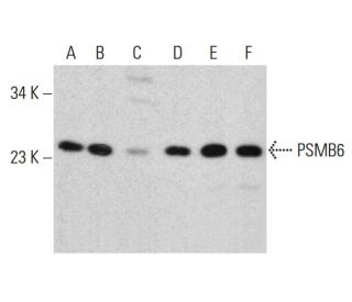 PSMB6 Antibody (B-6) - Western Blotting - Image 385713 