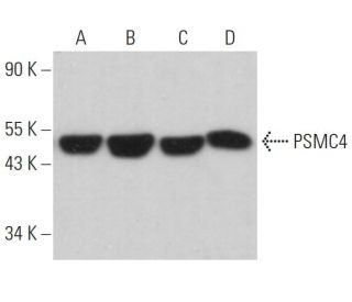 PSMC4 Antibody (G-4) - Western Blotting - Image 359241 