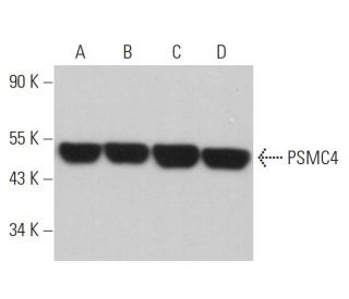 PSMC4 Antibody (G-5) - Western Blotting - Image 359243 