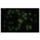 PSMC6 Antibody (34-Q) - Immunofluorescence - Image 35579 