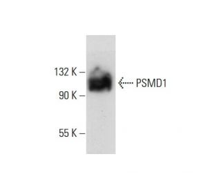 PSMD1 Antibody (F-7) - Western Blotting - Image 72465 