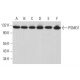 PSMD1 Antibody (G-10) - Western Blotting - Image 379053 
