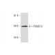 PSMD12 Antibody (H-8) - Western Blotting - Image 295747