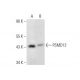 PSMD12 Antibody (H-8) - Western Blotting - Image 300472 