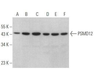 PSMD12 Antibody (H-8) - Western Blotting - Image 369070 