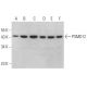 PSMD12 Antibody (H-8) - Western Blotting - Image 369070 