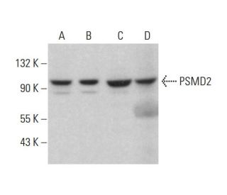 PSMD2 Antibody (A-11) - Western Blotting - Image 382603 