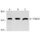 PSMD4 Antibody (AH1.1) - Western Blotting - Image 413090