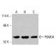 Anticorpo PSMD4 (E-2): sc-393546. Analisi Western blot dell'espressione di PSMD4 nei lisati cellulari totali di HeLa (A), K-562 (B) e HCT-116 (C). Reagente di rilevamento utilizzato: m-IgG Fc BP-HRP: sc-525409. PSMD4 Antibody (E-2) - Western Blotting - Image 415288