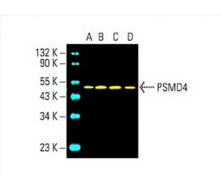 PSMD4 Antibody (F-6) - Western Blotting - Image 394250 
