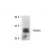 PSMD4 Antibody (TLD-1A8A) - Western Blotting - Image 412151 